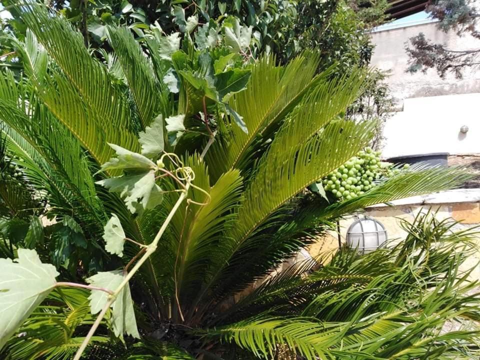 Treasures B&B Paloukia المظهر الخارجي الصورة
